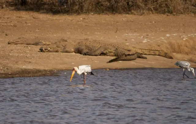 IMG_9150Crocs_1.jpg
