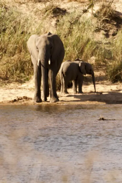 IMG_9168Elefant_1.jpg