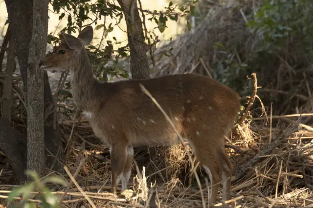 IMG_9229WeiblicheAntilope_1.jpg