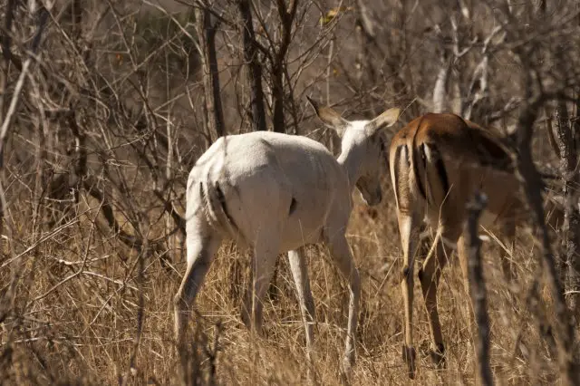 IMG_9279Albino-Impala_1_1.jpg