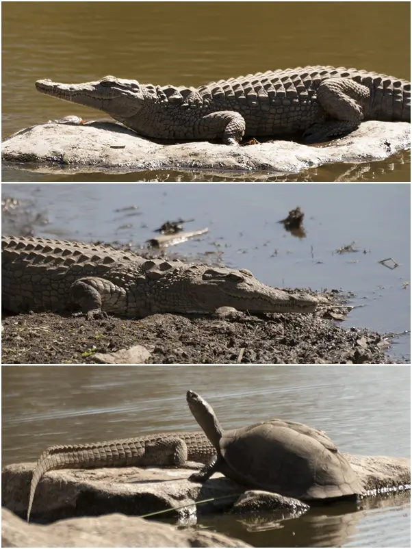 bersichtCrocs.jpg