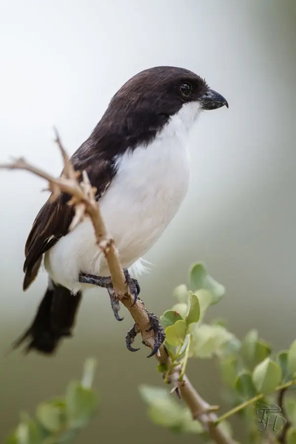 h055284a.jpg