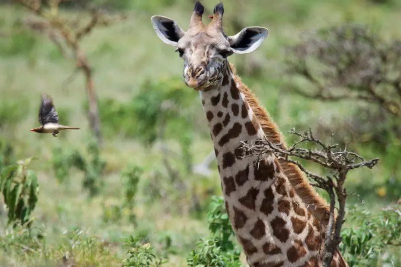 Arusha268.jpg