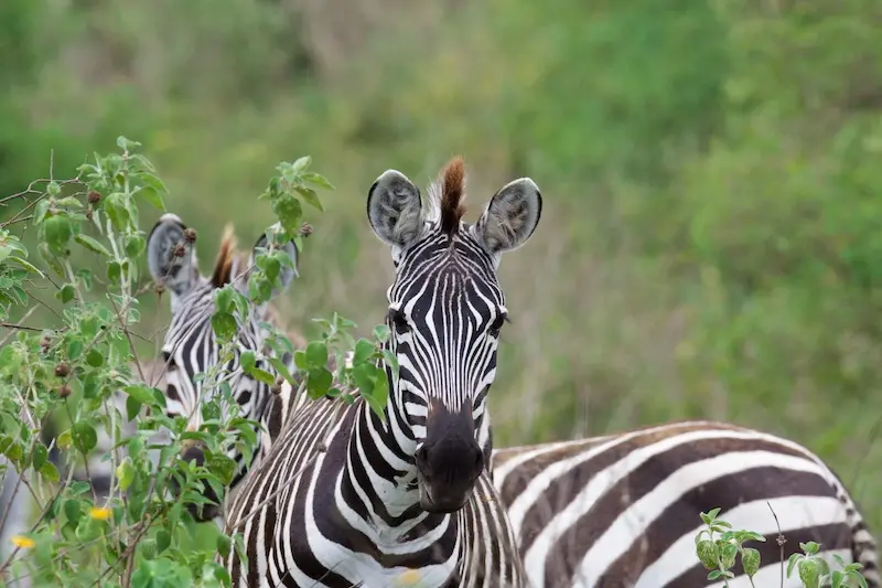 Arusha272.jpg