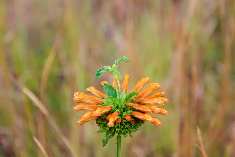 BRC054.jpg