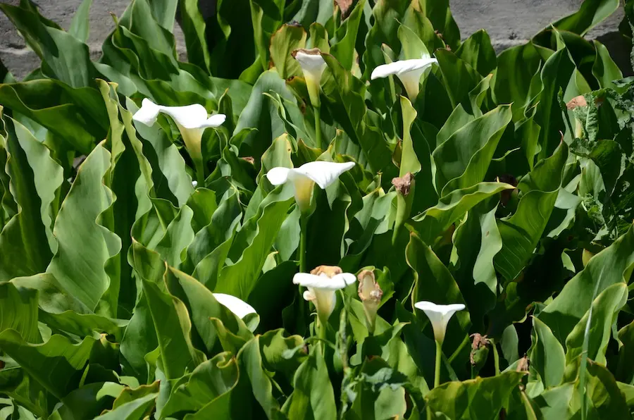 Calla247.jpg