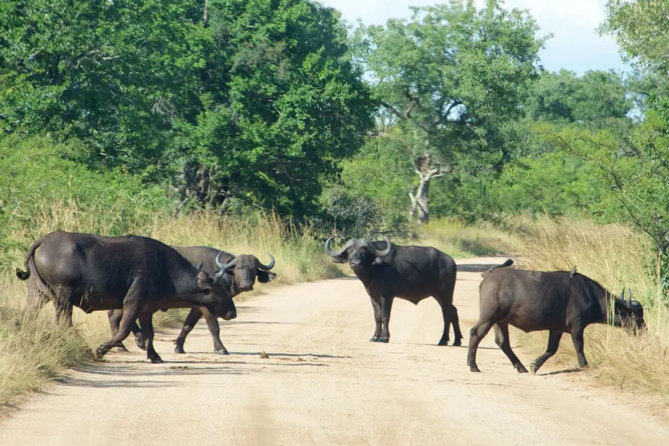 KNP026.jpg