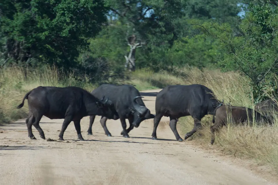 KNP027.jpg