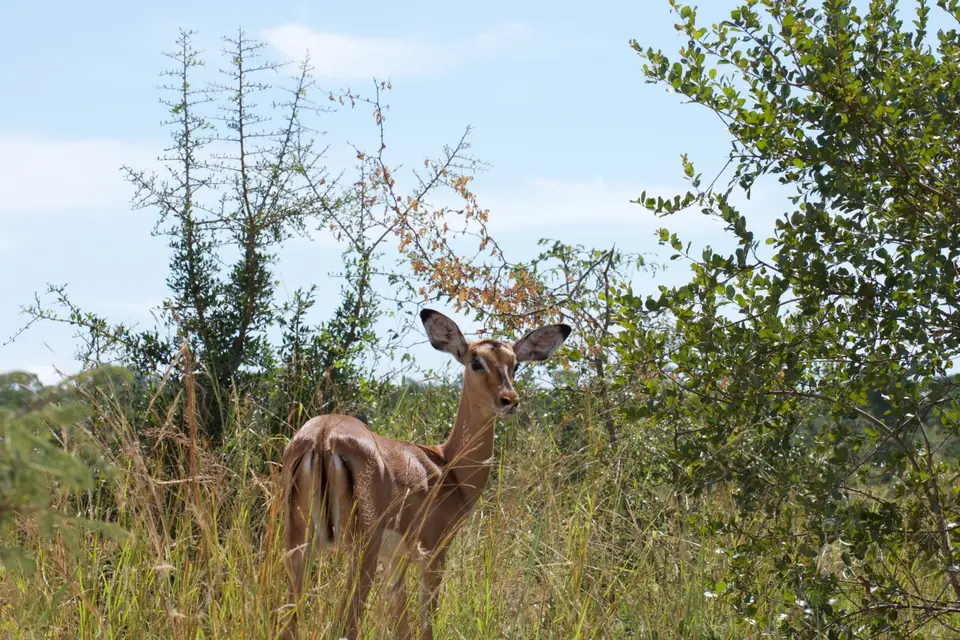KNP033.jpg