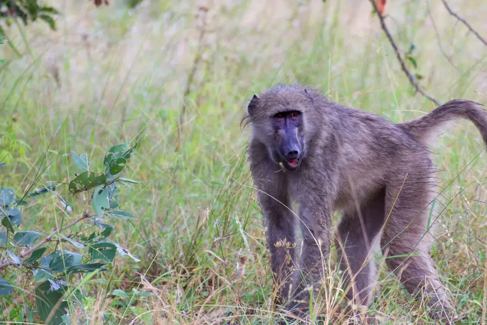 KNP036.jpg