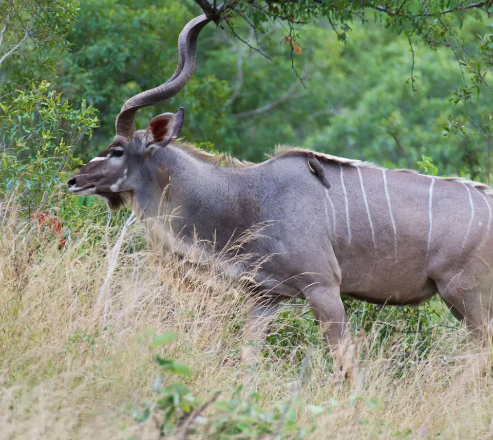 KNP037.jpg