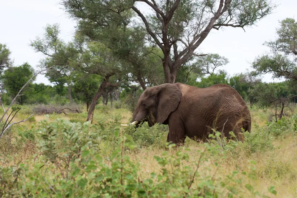 KNP040.jpg