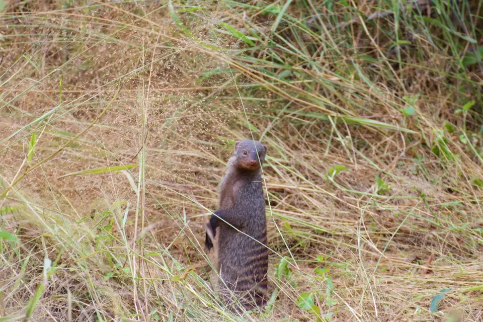 KNP041.jpg