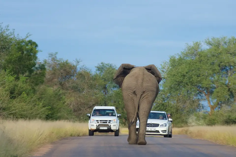 KNP052.jpg