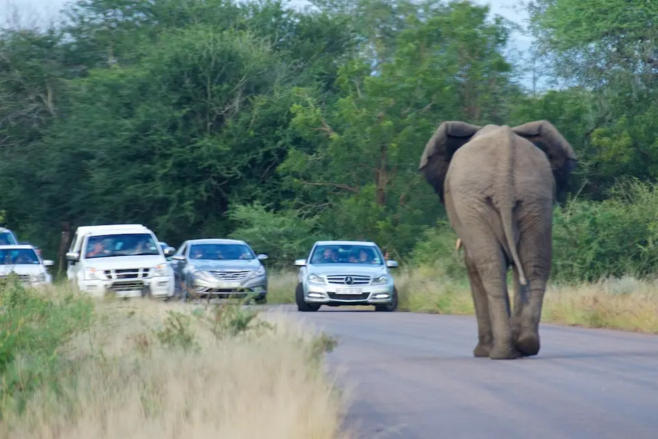 KNP054.jpg
