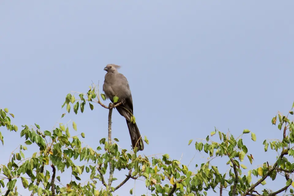 KNP056.jpg