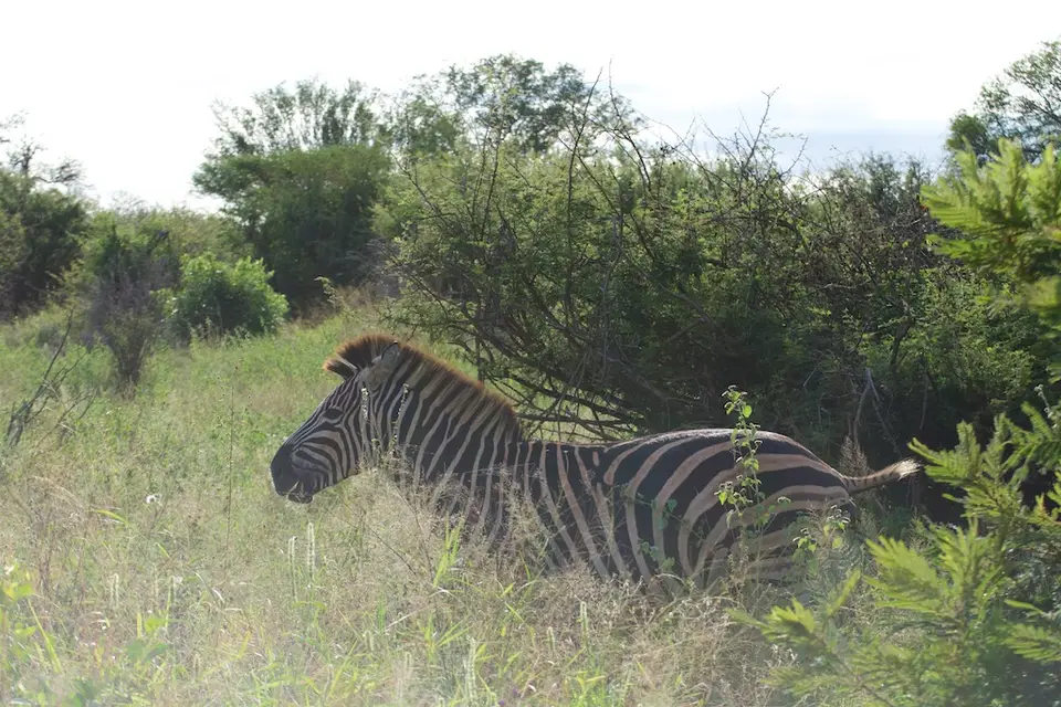 KNP058.jpg