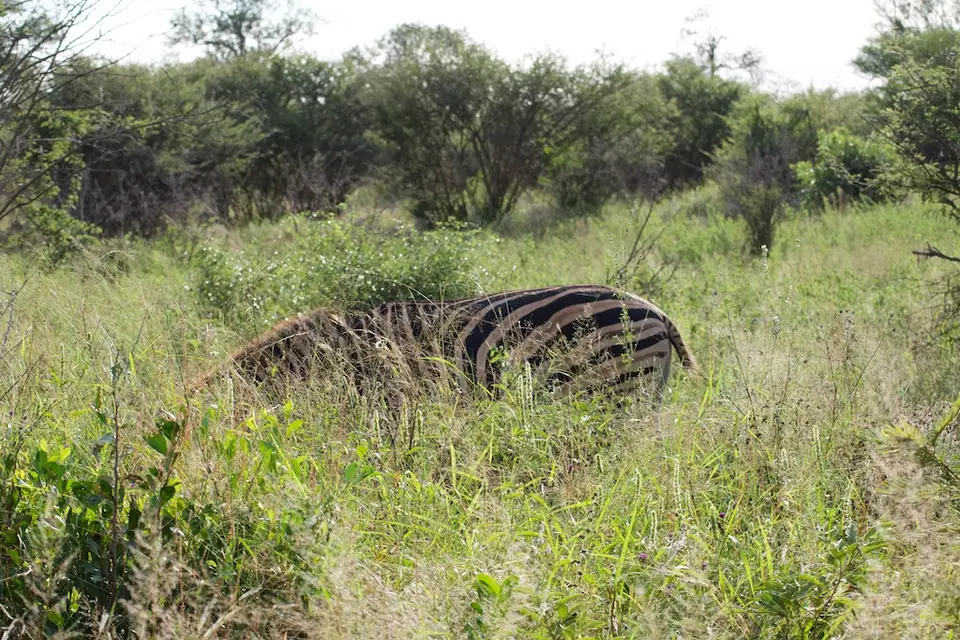 KNP060-2.jpg