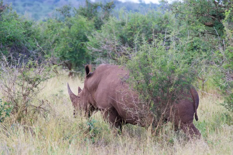 KNP061.jpg