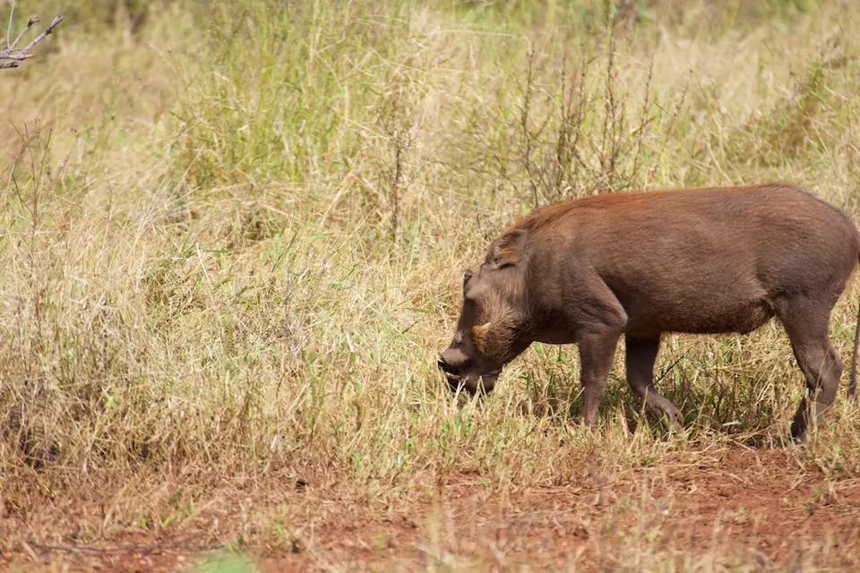 KNP064.jpg