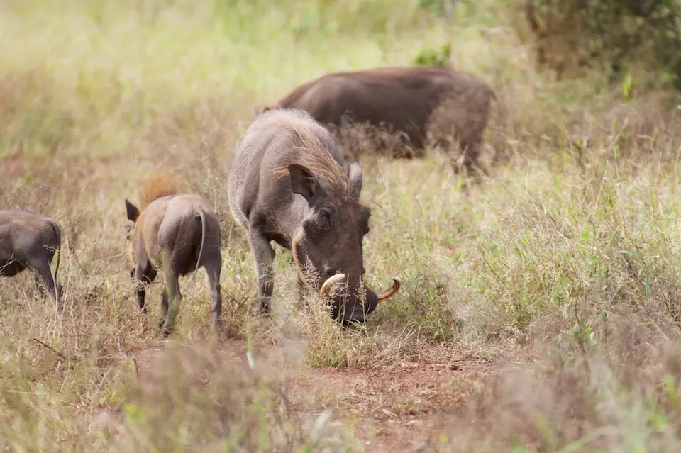 KNP065.jpg