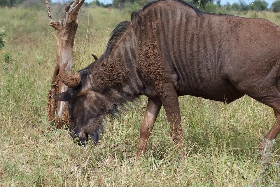 KNP068.jpg