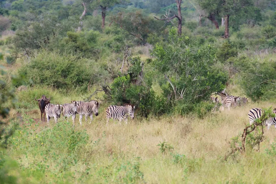 KNP071.jpg