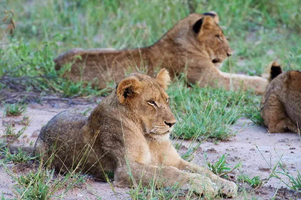 KNP073.jpg