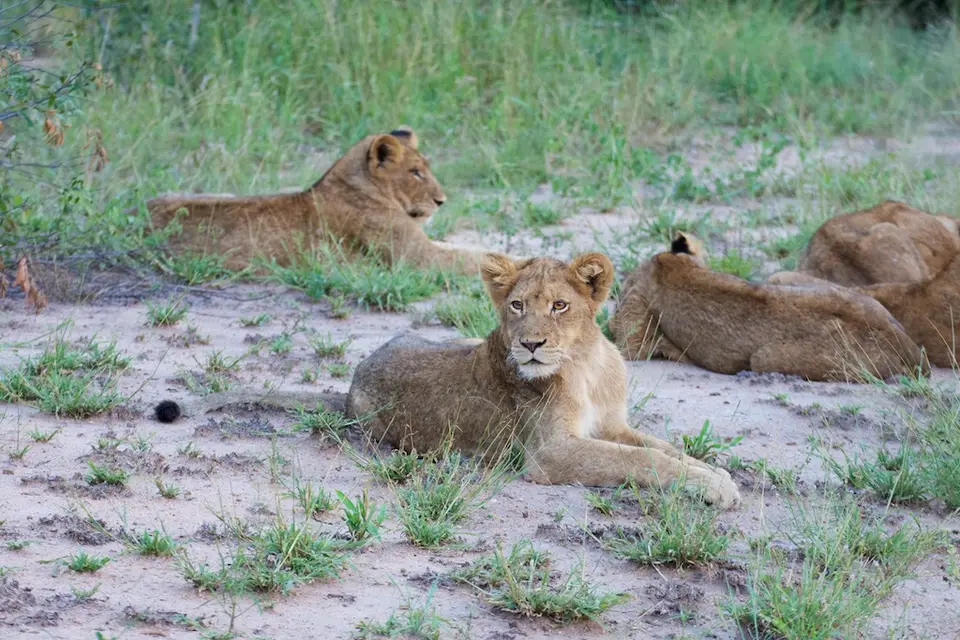 KNP075.jpg