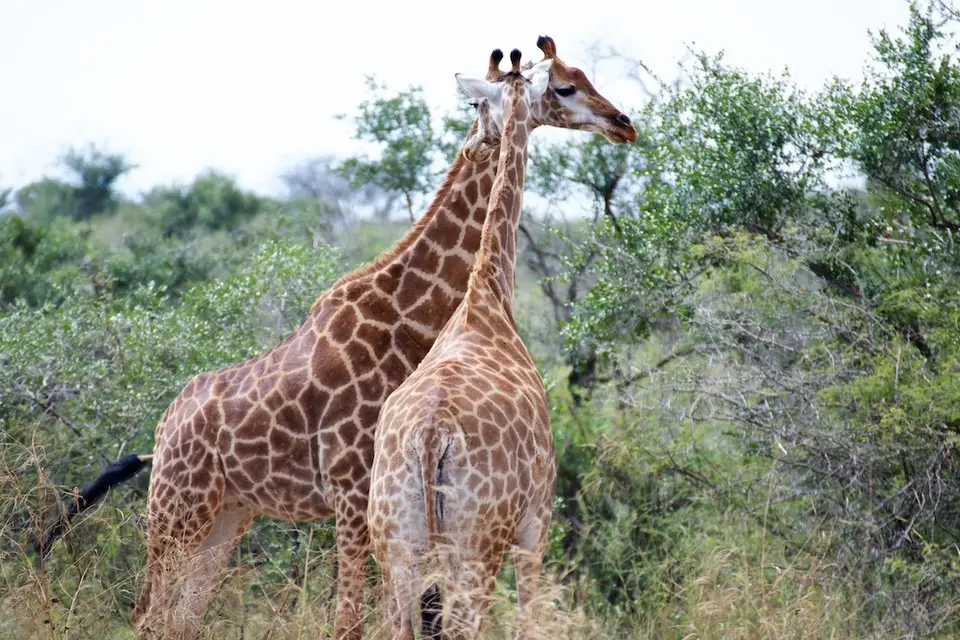 KNP080.jpg