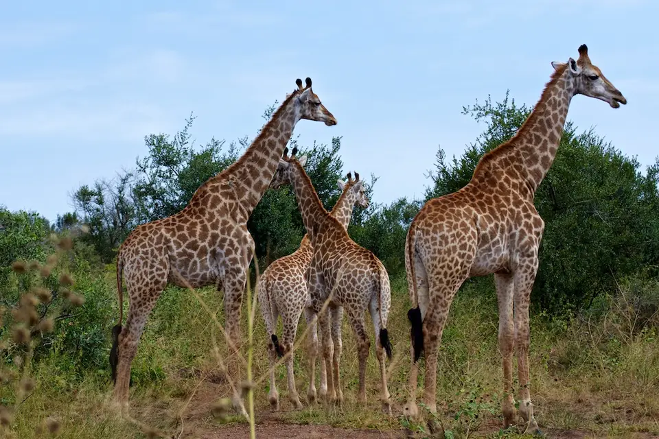 KNP083.jpg