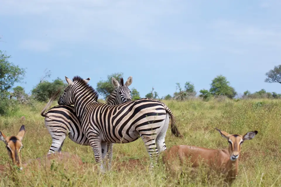 KNP085.jpg