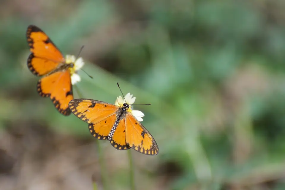 KNP087.jpg