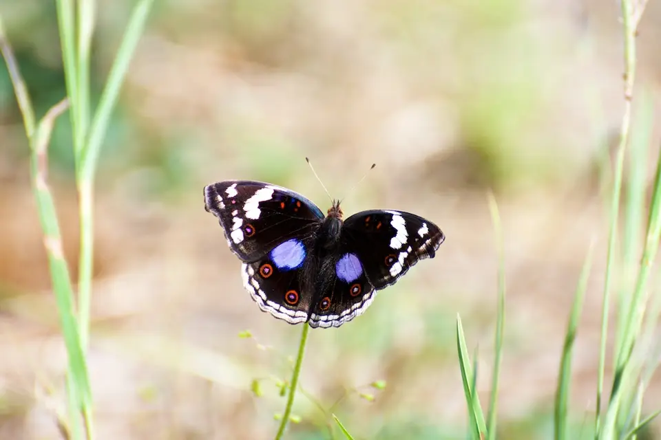 KNP088.jpg