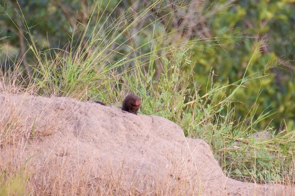 KNP092-2.jpg