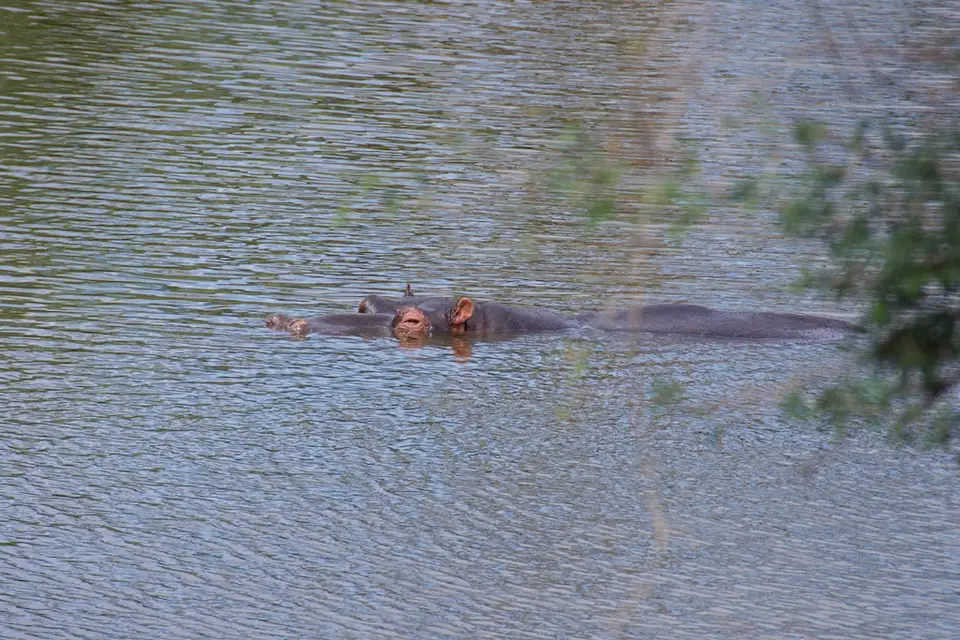 KNP093.jpg