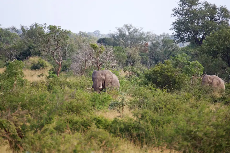 KNP094-2.jpg