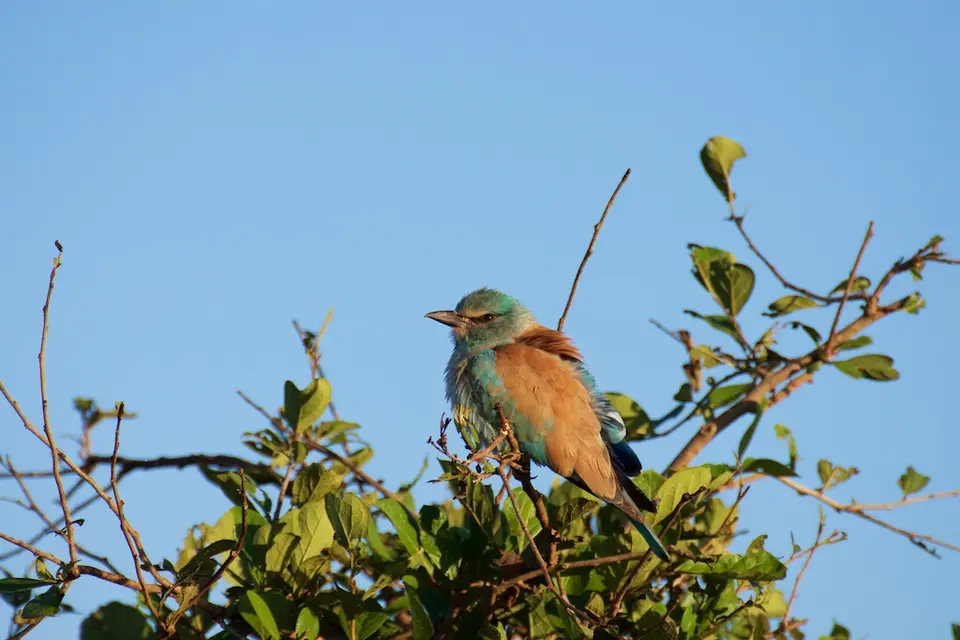 KNP095.jpg