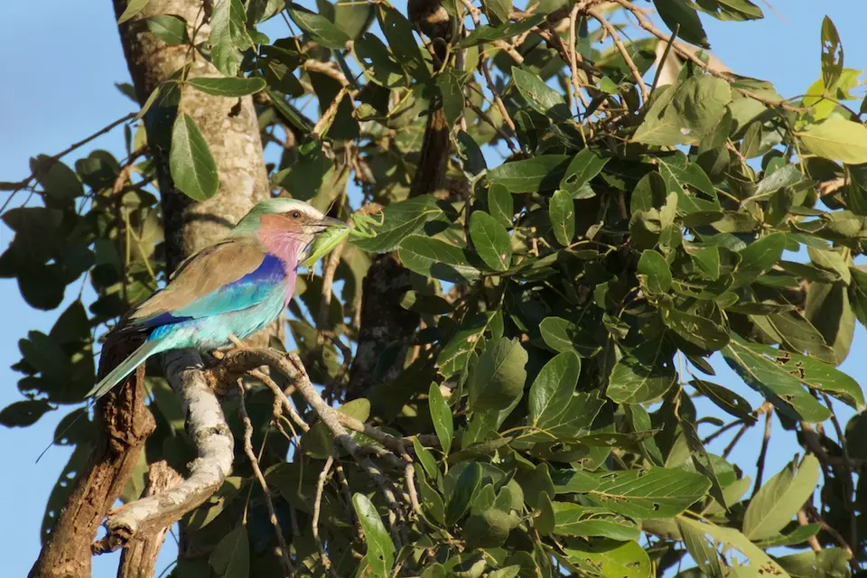 KNP096.jpg