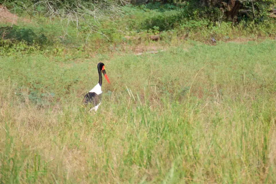KNP097-2.jpg