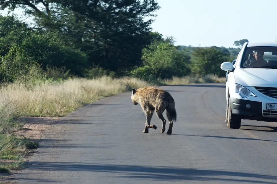KNP099.jpg