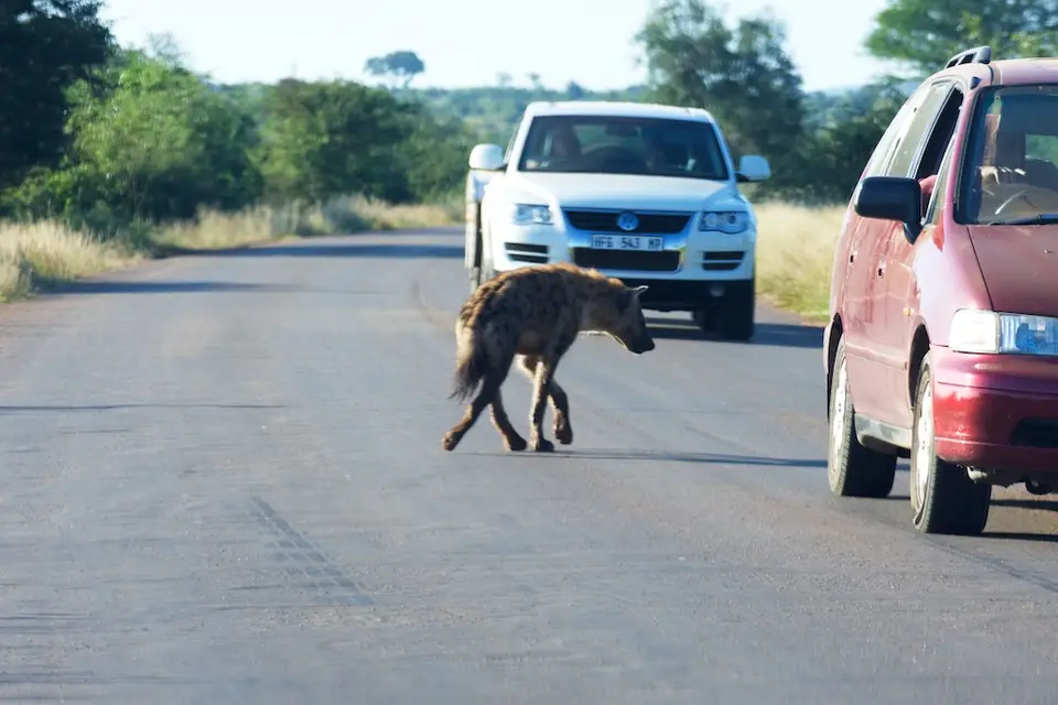 KNP100.jpg