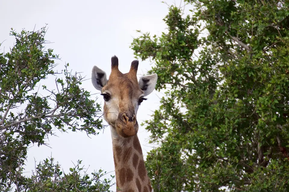 KNP101.jpg