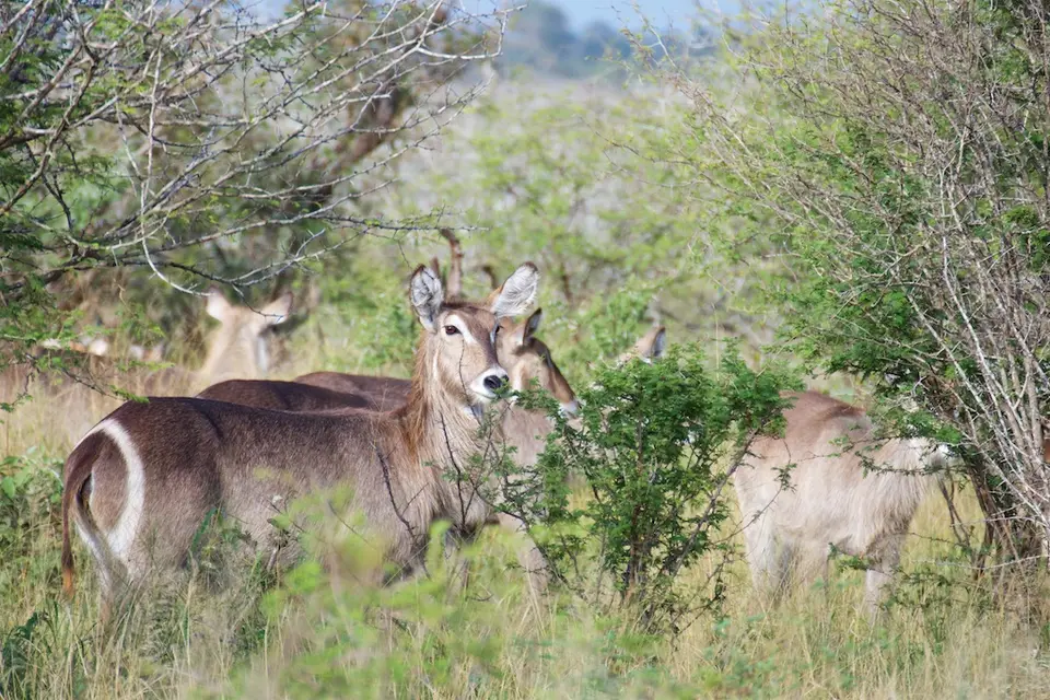KNP104.jpg
