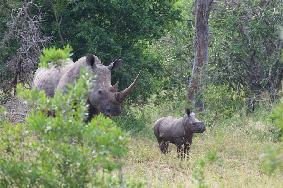 KNP109.jpg
