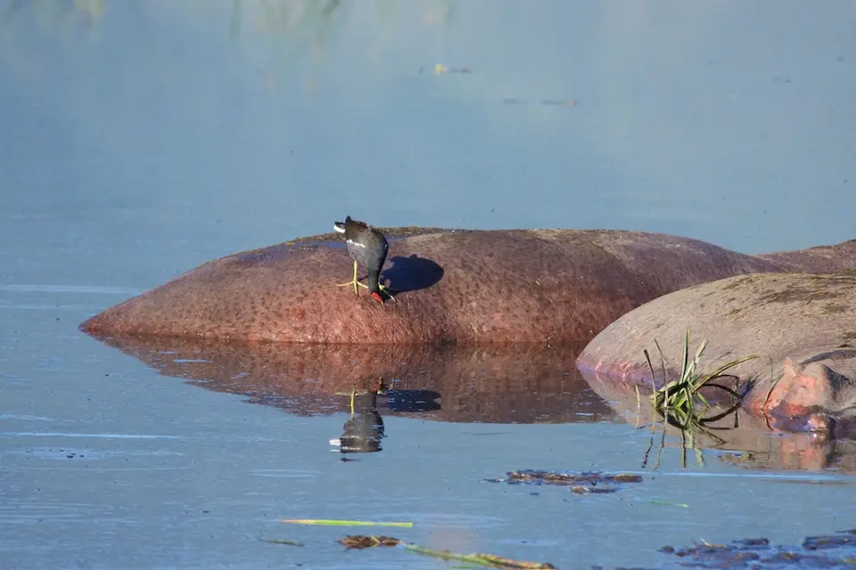 Moorhen748.jpg