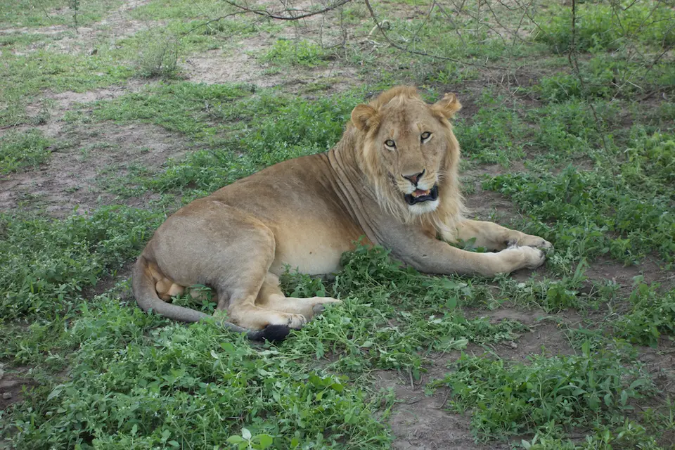 NSL_Leo364.jpg