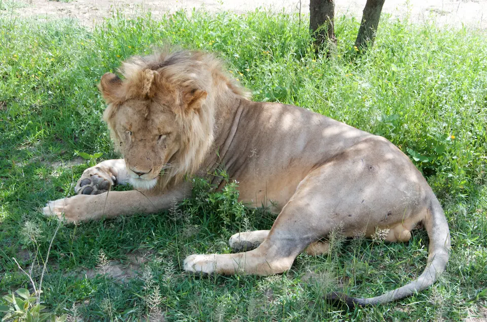 NSL_Leo_4369.jpg