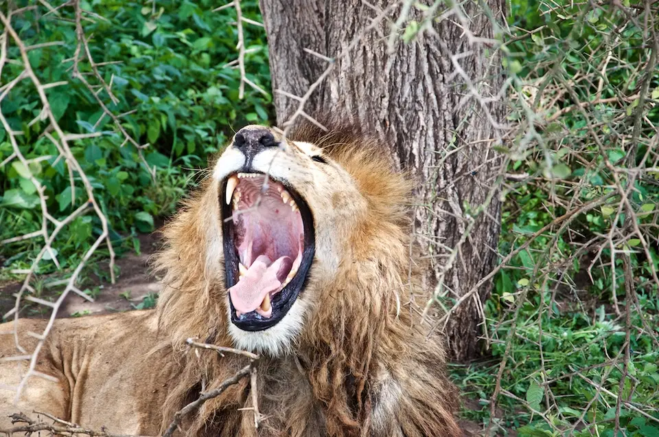 S.Serengeti-L2461.jpg
