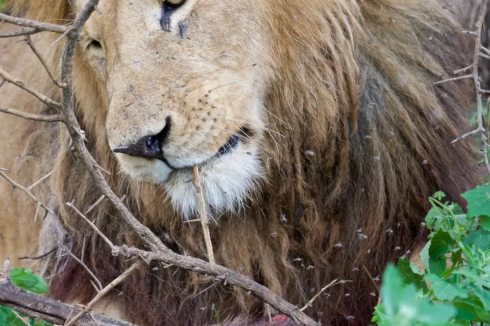 S.Serengeti-L2464.jpg